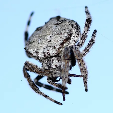 darwin's bark spider (2)