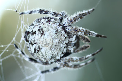 darwin's bark spider (3)