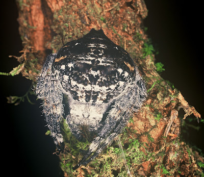 darwin's bark spider (4)