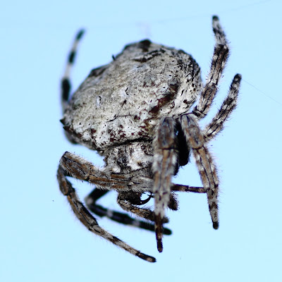 darwin's bark spider (5)