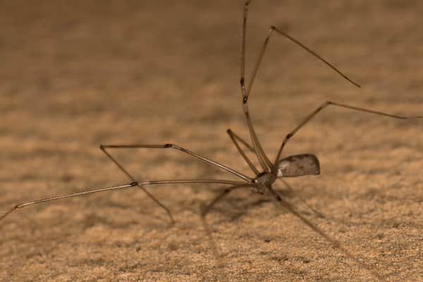 do daddy long legs bite poisonous (1)