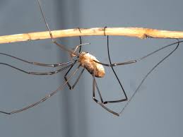 do daddy long legs bite poisonous (2)