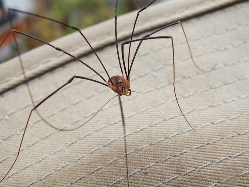 do daddy long legs bite poisonous (3)