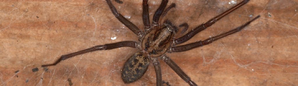 everything you need to know about the giant house spider (1)