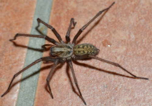 everything you need to know about the giant house spider (2)