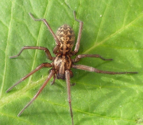 everything you need to know about the giant house spider (3)