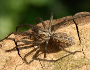 everything you need to know about the giant house spider (4)