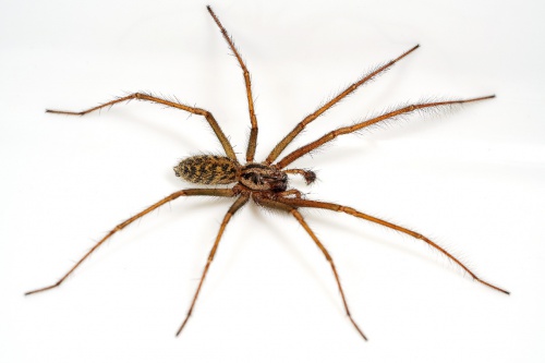 everything you need to know about the giant house spider (5)