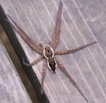 fishing spider (2)