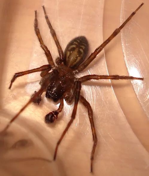 hobo spider bite, size&habitat facts (2)