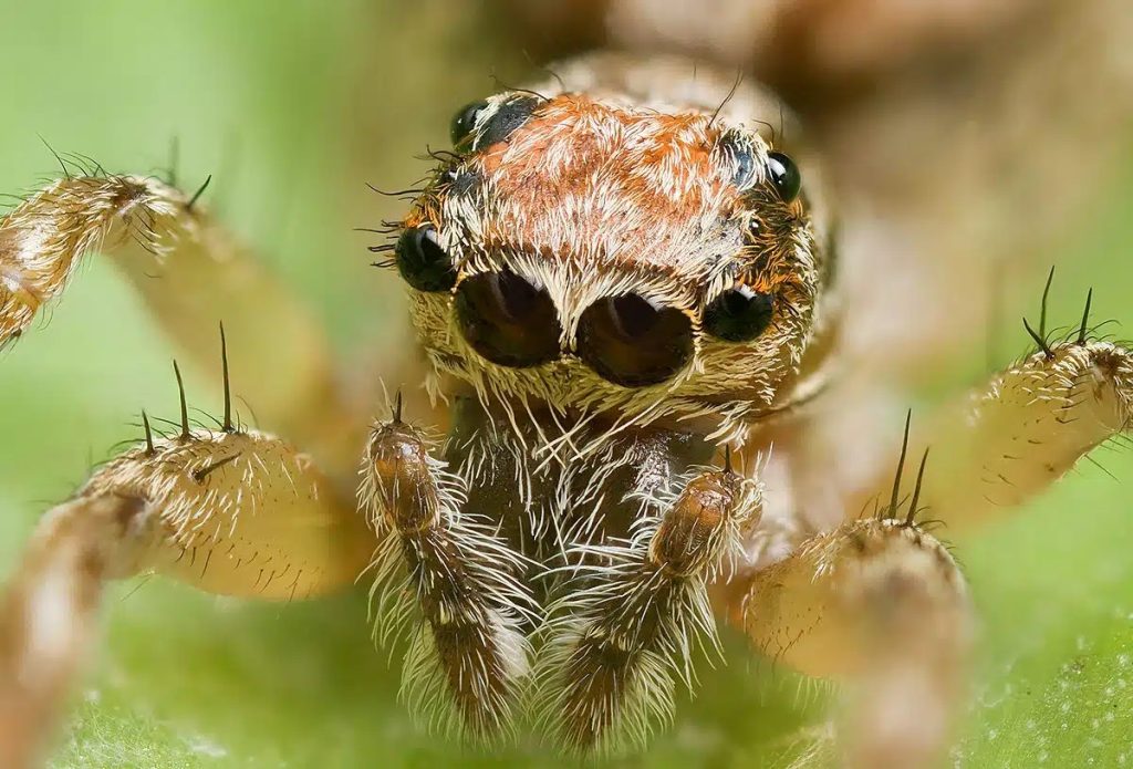 how long do jumping spiders live (1)