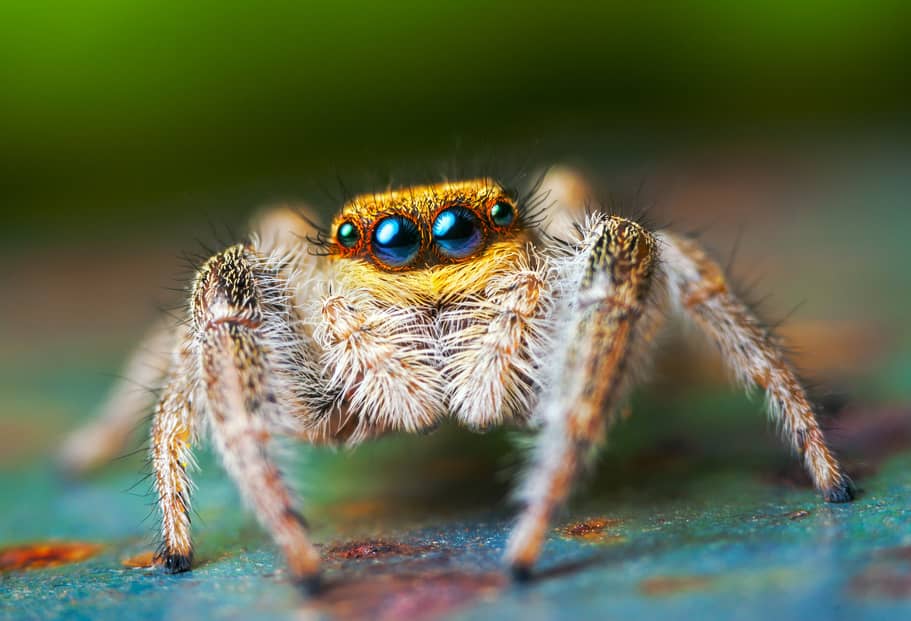 how long do jumping spiders live (3)