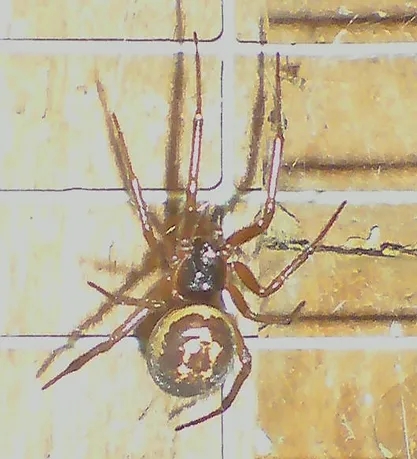 how to identify a false widow spider (1)