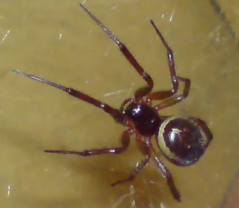 how to identify a false widow spider (2)