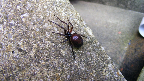 how to identify a false widow spider (3)