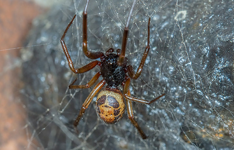 how to identify a false widow spider (4)