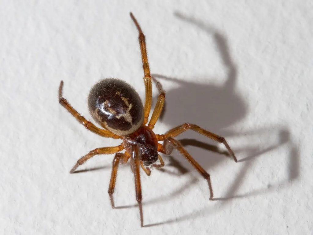 how to identify a false widow spider (5)