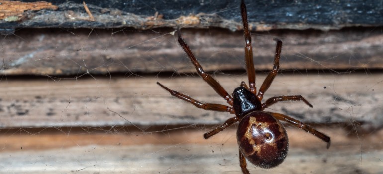 how to identify a false widow spider (6)