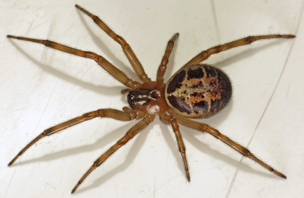 how to identify a false widow spider (7)