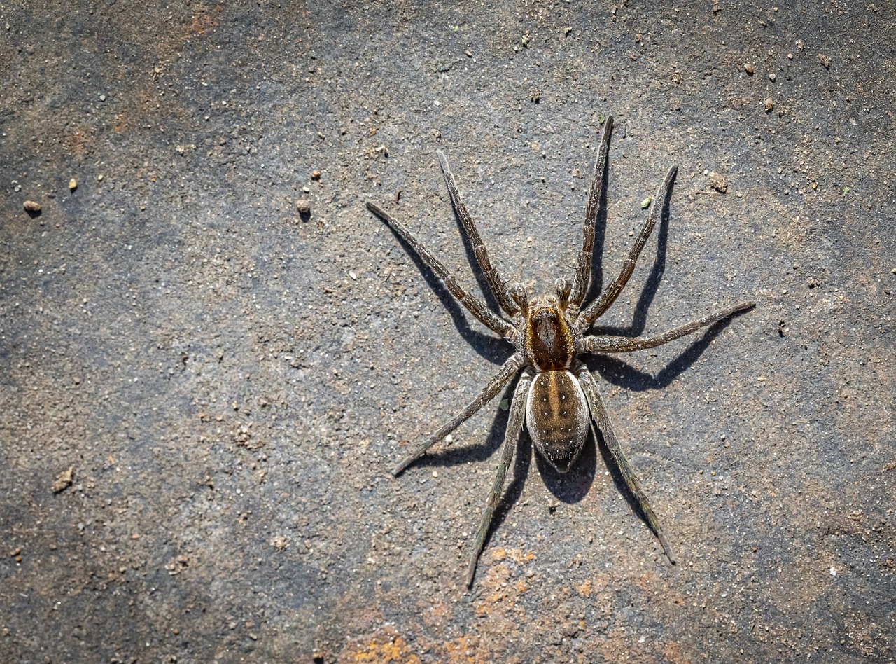 common house spiders,common house spider