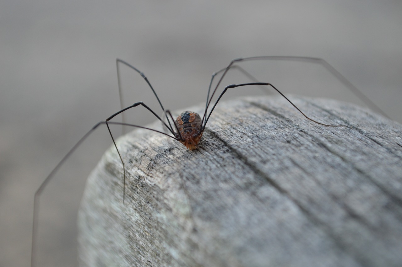 daddy long legs,do daddy long legs bite,are daddy long legs poisonous