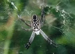 is the tent spiders poisonous (1)