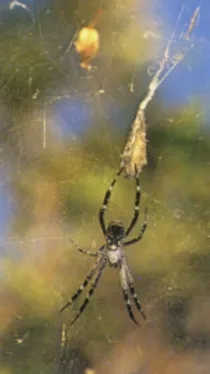 is the tent spiders poisonous (2)