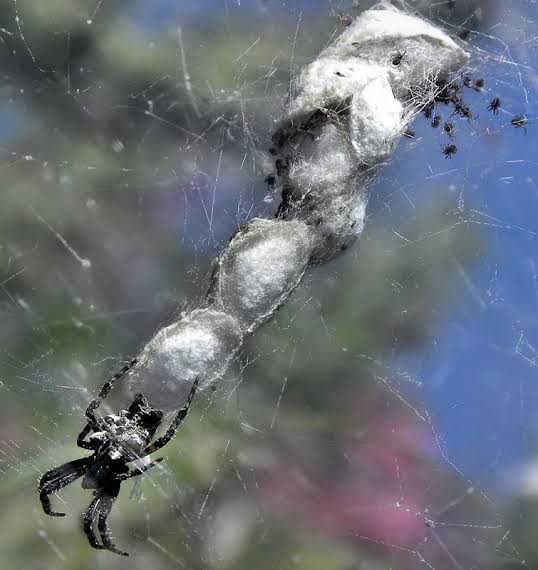 is the tent spiders poisonous (4)