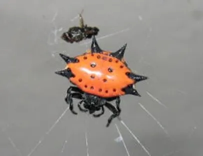 jewelled spider (2)