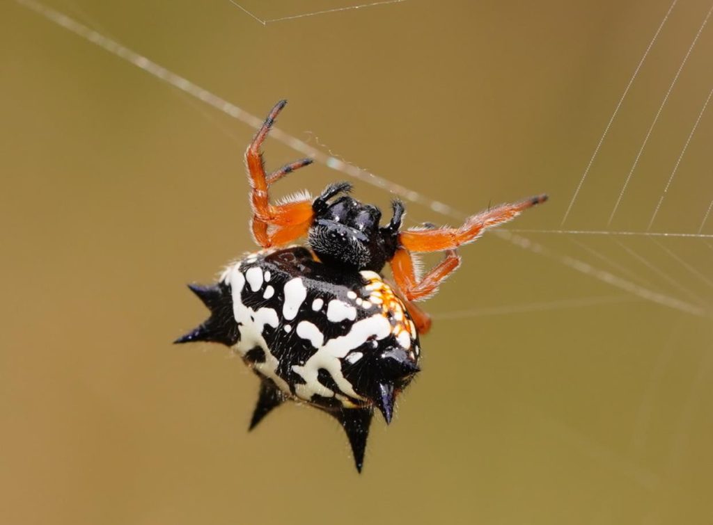 jewelled spider bite,poisonous & facts (1)