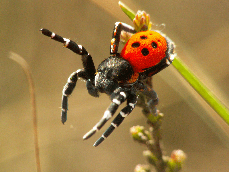 ladybird spider (1)