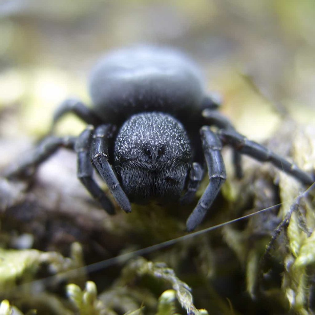 ladybird spider (3)