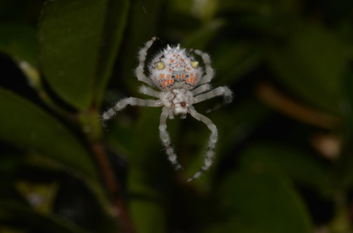 Magnificent Spider | Bolas Spider - Spider Pedia