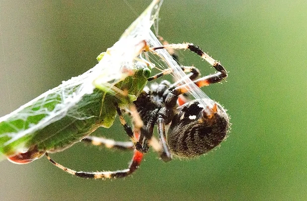 orb weaving spider (1)