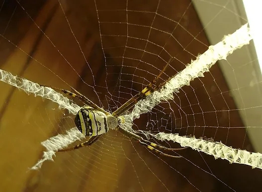 orb weaving spider (2)