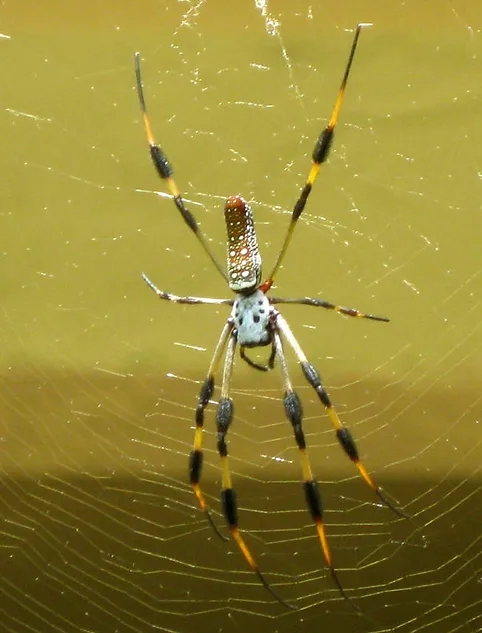 orb weaving spider (4)