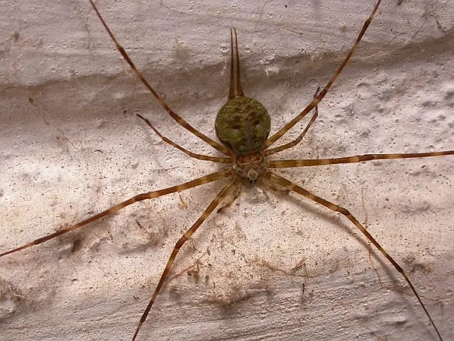 tree trunk spider (1)