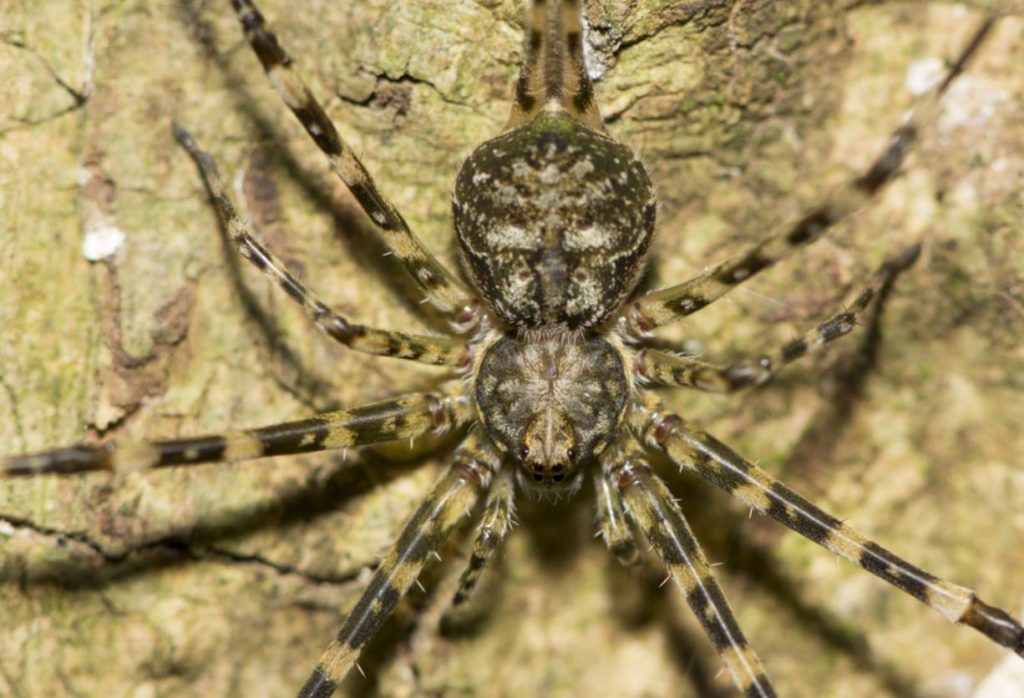 tree trunk spider (2)