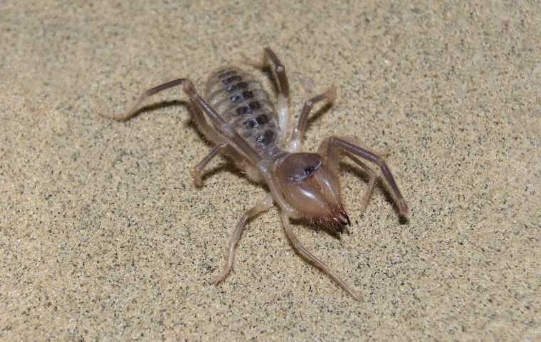 are camel spiders poisonous facts and mythology (2)