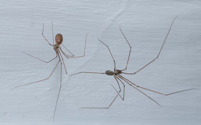 cellar spider (1)