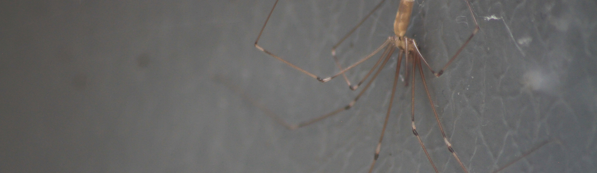 cellar spider (1)