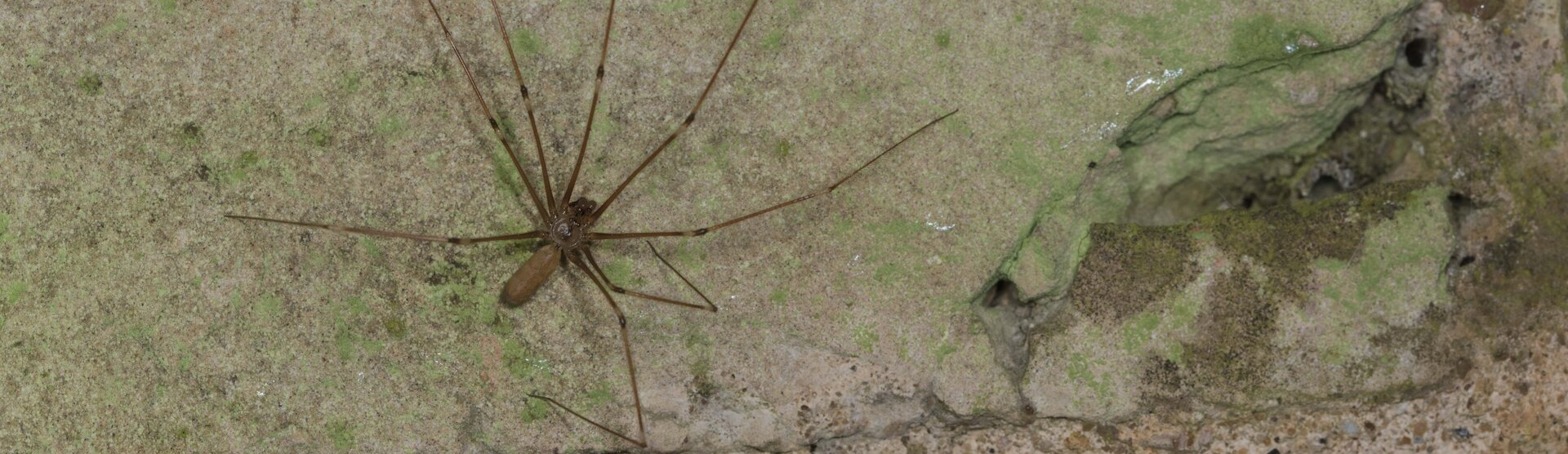 cellar spider (2)