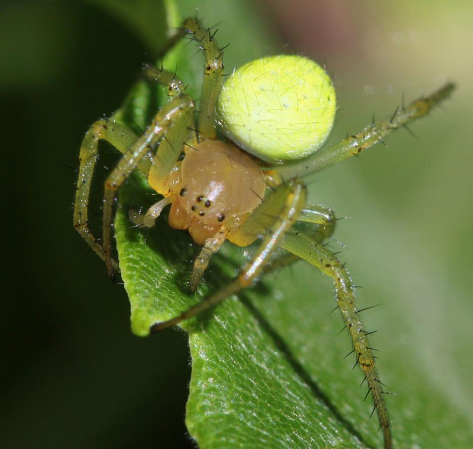 cucumber spider (1)