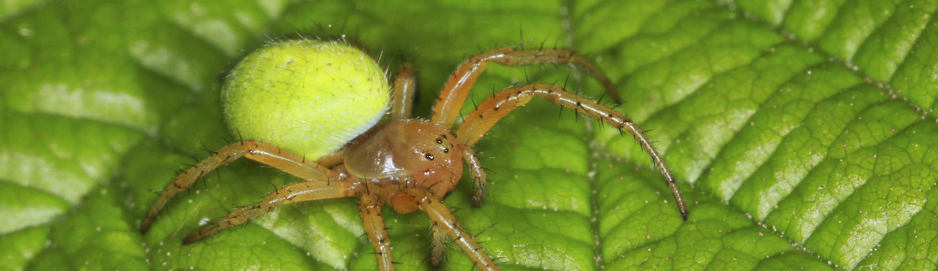 cucumber spider (1)