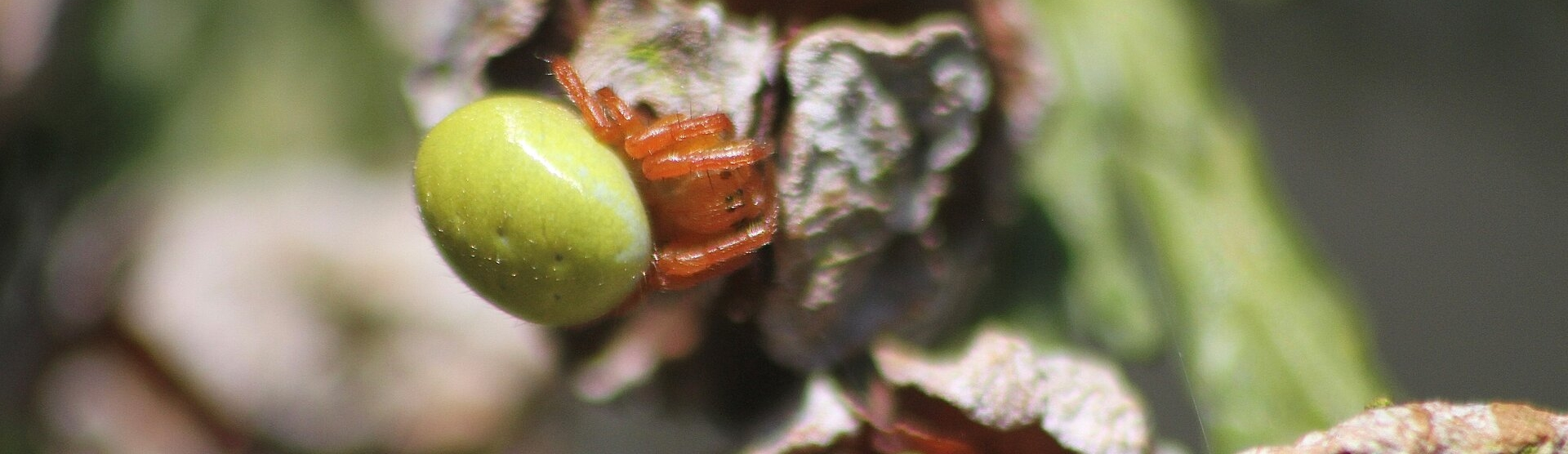 cucumber spider (2)