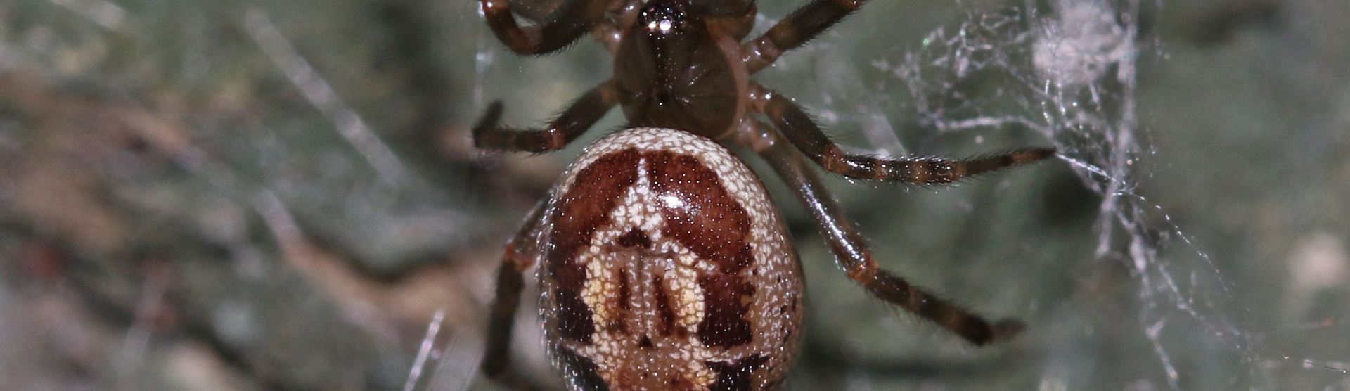 false widow spider (1)