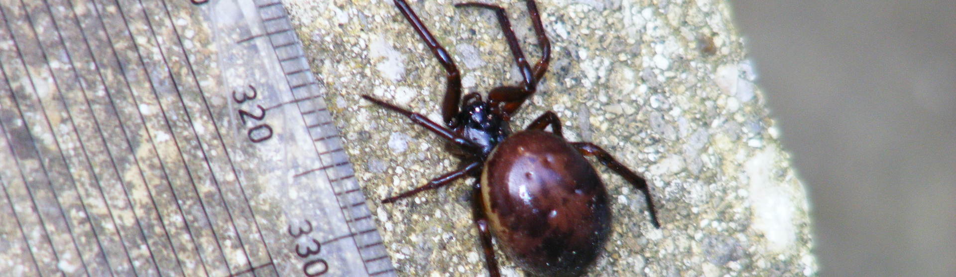 false widow spider (2)