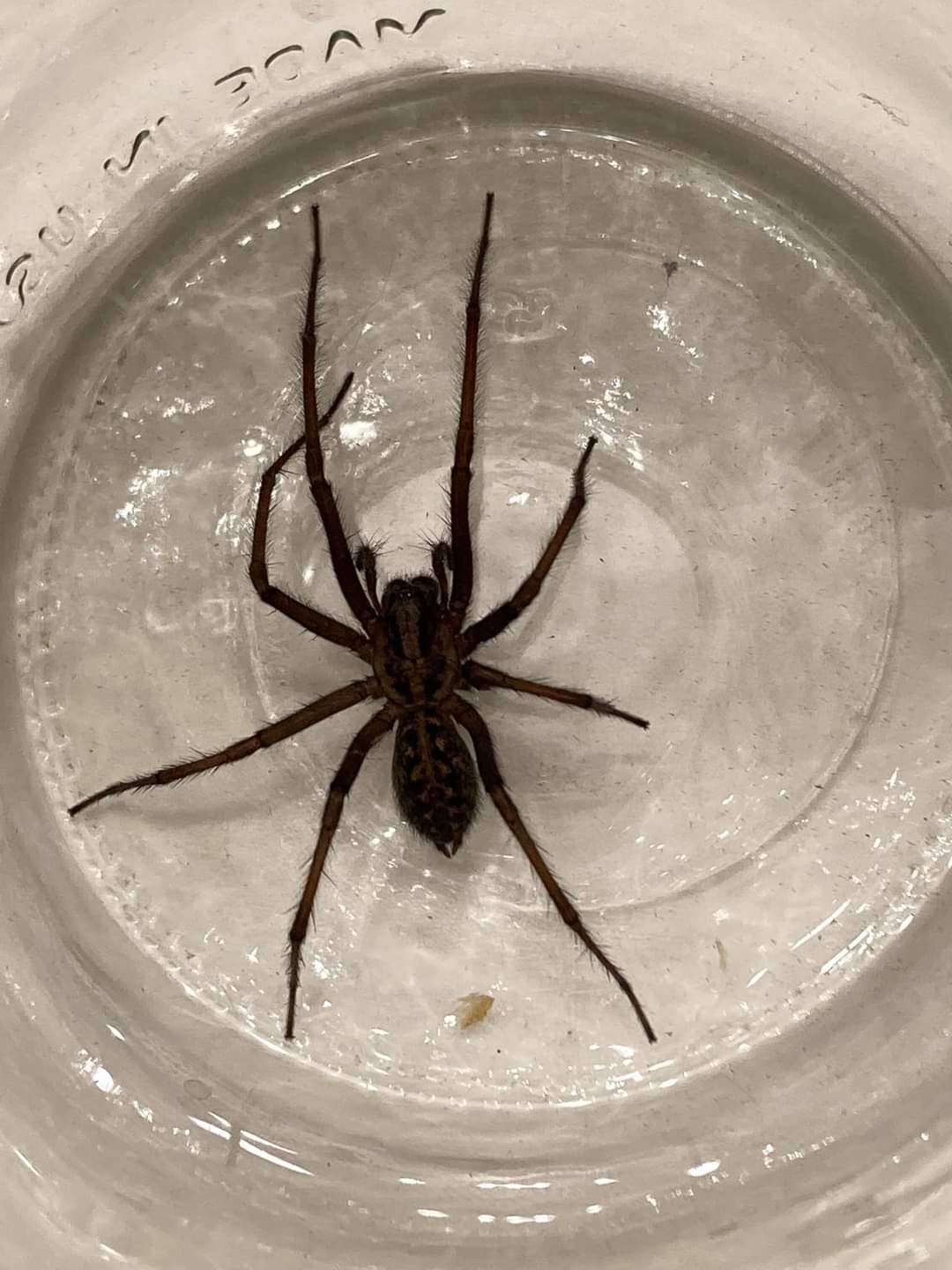 giant house spider (1)