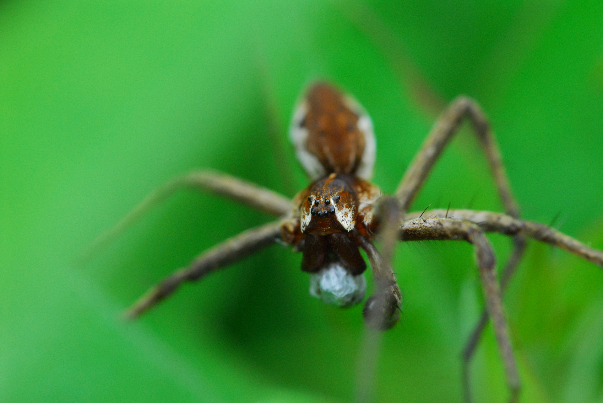 nursery web spiders (1)