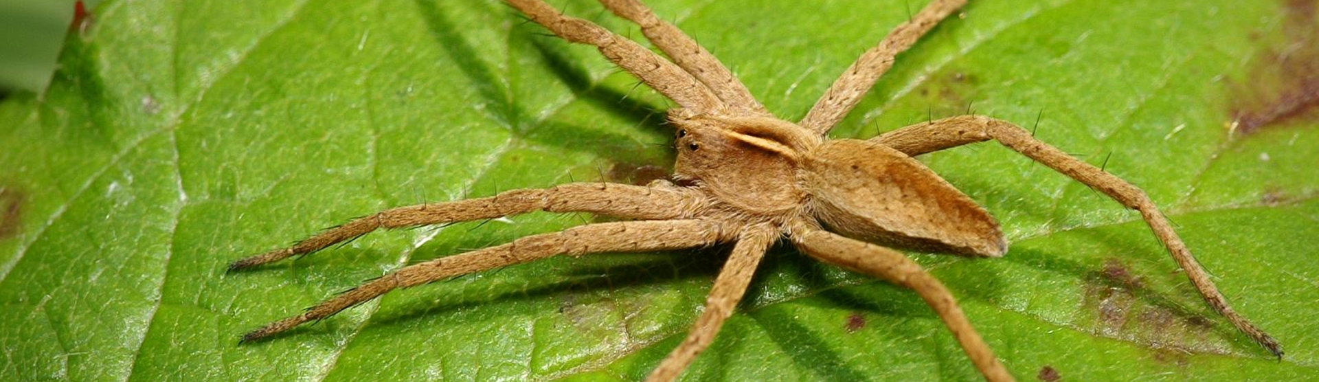 nursery web spiders (1)